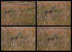 (48) deer montage.jpg    (1000x720)    318 KB                              click to see enlarged picture